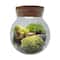 MossBowl - Grown Your Own Serene and Tranquil Oasis